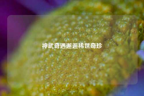 神武奇遇邂逅稀世奇珍